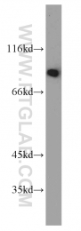 10798-1-AP - TRIP10