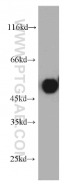 21163-1-AP - TRIP6 / OIP1