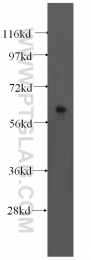16727-1-AP - TRMT6