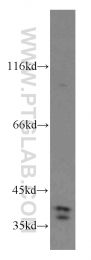 12520-1-AP - TRUB1
