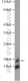 10214-1-Ig - TSC22D1