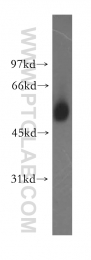 13103-2-AP - TSEN2 / SEN2