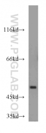 13932-1-AP - TSPYL1 / TSPYL