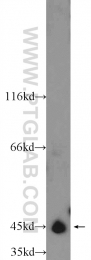 13618-1-AP - TTL