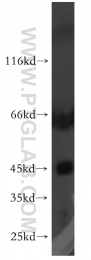 13618-1-AP - TTL
