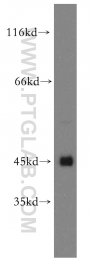 13618-1-AP - TTL