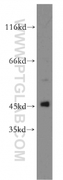 13618-1-AP - TTL