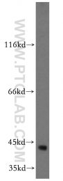 13618-1-AP - TTL