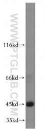13618-1-AP - TTL