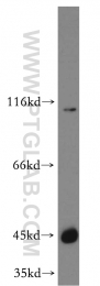13618-1-AP - TTL