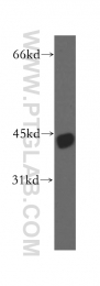 13618-1-AP - TTL