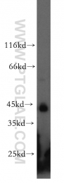 13618-1-AP - TTL