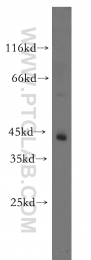 13618-1-AP - TTL