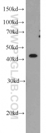 66076-1-Ig - TTL