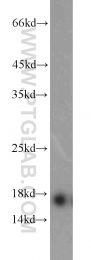 11891-1-AP - Transthyretin / Prealbumin