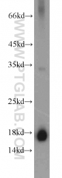 11891-1-AP - Transthyretin / Prealbumin