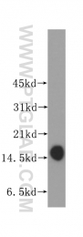 11891-1-AP - Transthyretin / Prealbumin