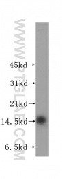 11891-1-AP - Transthyretin / Prealbumin