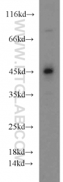 23385-1-AP - Tuftelin (TUFT1)
