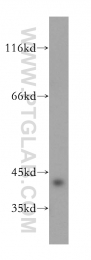 11732-1-AP - Twinfilin-1 (TWF1)