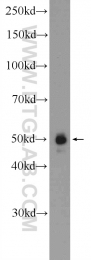 12327-1-AP - TWSG1 / Tsg