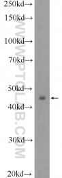 12327-1-AP - TWSG1 / Tsg