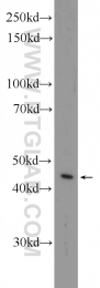 12327-1-AP - TWSG1 / Tsg