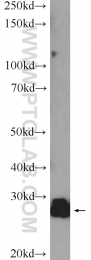 25208-1-AP - TXNDC9 / APACD