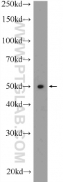 18243-1-AP - TXNIP / VDUP1
