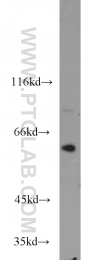 15624-1-AP - U2AF2 / U2AF65