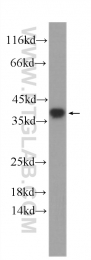 60289-1-Ig - U2AF1 / U2AF35