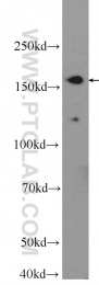 25654-1-AP - UACA