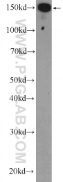 25654-1-AP - UACA
