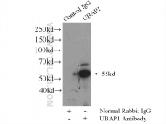 12385-1-AP - UBAP1 / NAG20
