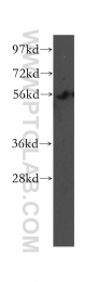 12385-1-AP - UBAP1 / NAG20