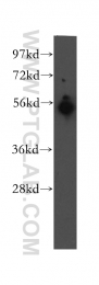 12385-1-AP - UBAP1 / NAG20
