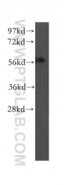 12385-1-AP - UBAP1 / NAG20