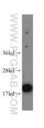 10070-1-AP - UBC9 / UBE2I