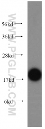 10070-1-AP - UBC9 / UBE2I
