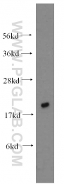 10070-1-AP - UBC9 / UBE2I