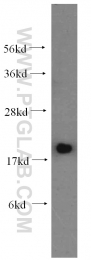 10070-1-AP - UBC9 / UBE2I