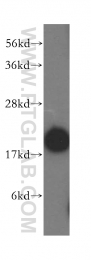 51018-2-AP - UBC9 / UBE2I
