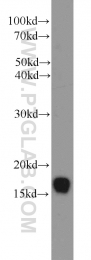 11080-1-AP - UBE2A / RAD6A