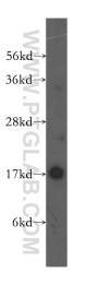 11080-1-AP - UBE2A / RAD6A