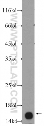 10733-1-AP - UBE2B / RAD6B
