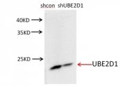 11373-1-AP - UBE2D1 / SFT