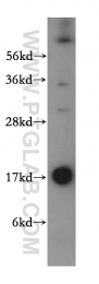 15475-1-AP - UBE2D4
