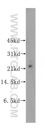 11844-1-AP - UBE2E2