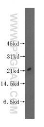 11844-1-AP - UBE2E2