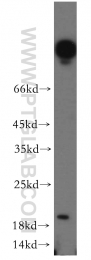 12012-1-AP - UBE2G1